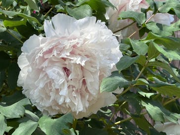 日本庭園　由志園に投稿された画像（2025/4/30）