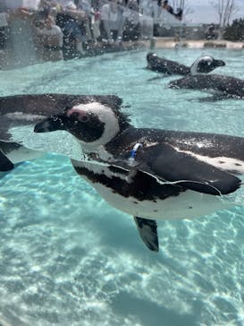 マリンワールド海の中道に投稿された画像（2025/4/30）