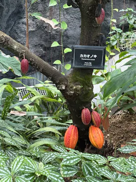 新宿御苑に投稿された画像（2025/4/30）