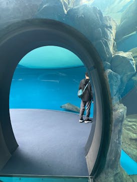 しながわ水族館に投稿された画像（2025/4/30）