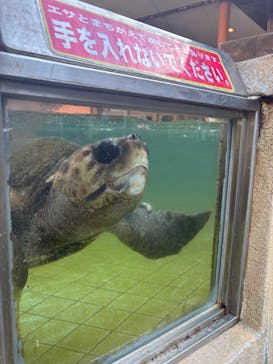 下田海中水族館に投稿された画像（2025/4/30）