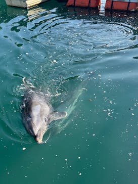 下田海中水族館に投稿された画像（2025/4/30）