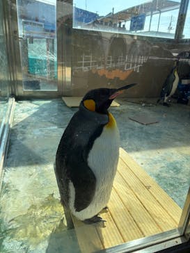 下田海中水族館に投稿された画像（2025/4/30）