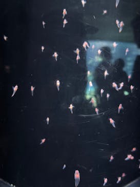 サンシャイン水族館に投稿された画像（2025/4/30）