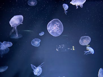 サンシャイン水族館に投稿された画像（2025/4/30）