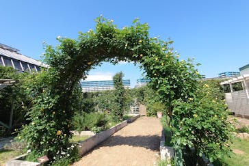 京成バラ園に投稿された画像（2025/4/30）