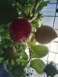 MIGAKI FARMに投稿された画像（2025/4/30）