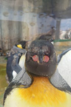 仙台うみの杜水族館に投稿された画像（2025/4/30）