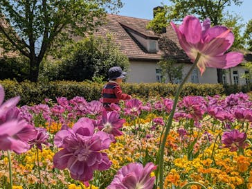 滋賀農業公園ブルーメの丘に投稿された画像（2025/4/30）