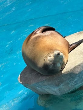 名古屋市東山動植物園に投稿された画像（2025/4/30）