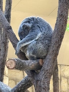名古屋市東山動植物園に投稿された画像（2025/4/30）