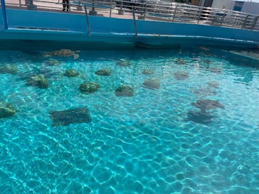 沖縄美ら海水族館に投稿された画像（2025/4/30）