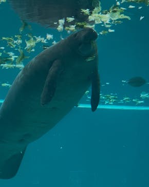 沖縄美ら海水族館に投稿された画像（2025/4/30）