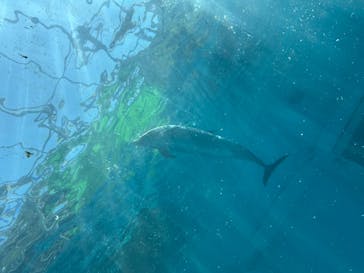 太地町立くじらの博物館に投稿された画像（2025/4/30）