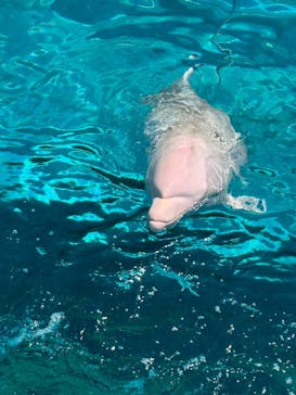 太地町立くじらの博物館に投稿された画像（2025/4/30）