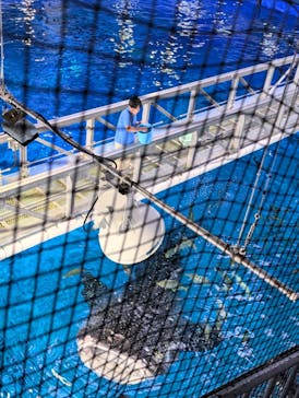 沖縄美ら海水族館に投稿された画像（2025/4/30）