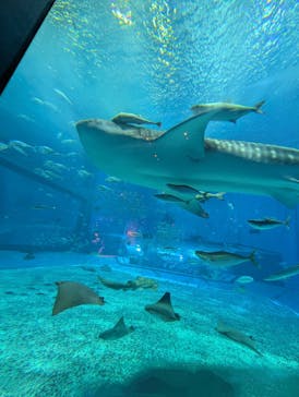 沖縄美ら海水族館に投稿された画像（2025/4/30）