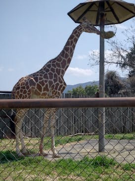 群馬サファリパークに投稿された画像（2025/4/30）