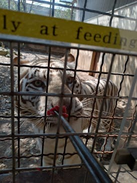 群馬サファリパークに投稿された画像（2025/4/30）