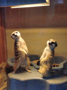 那須どうぶつ王国に投稿された画像（2025/4/30）