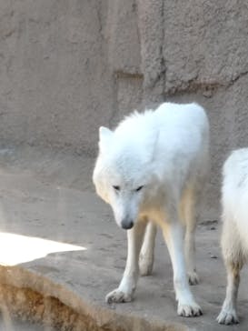 那須どうぶつ王国に投稿された画像（2025/4/30）