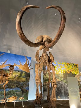 福井県立恐竜博物館に投稿された画像（2025/4/30）