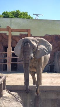 東武動物公園に投稿された画像（2025/4/30）