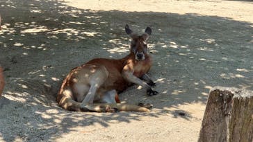 東武動物公園に投稿された画像（2025/4/30）