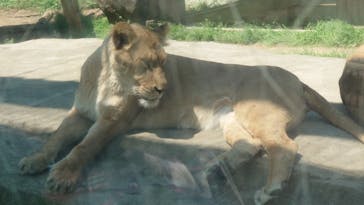 東武動物公園に投稿された画像（2025/4/30）