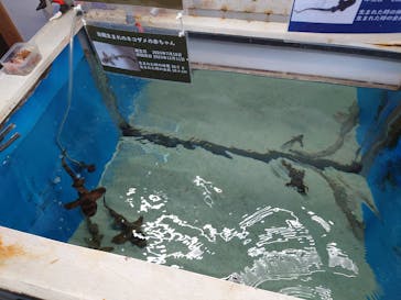 マリンワールド海の中道に投稿された画像（2025/4/30）