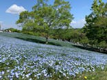 こうべアグリパークネモフィラの丘2025に投稿された画像（2025/4/30）