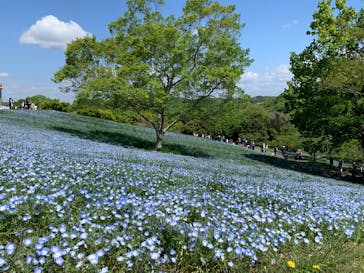 こうべアグリパークネモフィラの丘2025に投稿された画像（2025/4/30）