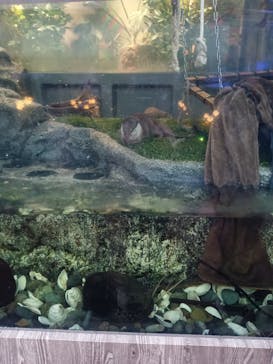 サンシャイン水族館に投稿された画像（2025/4/30）