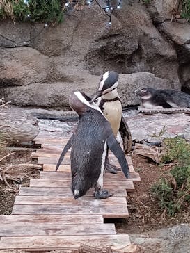 サンシャイン水族館に投稿された画像（2025/4/30）