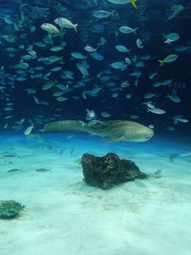 サンシャイン水族館に投稿された画像（2025/4/30）