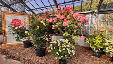 京成バラ園に投稿された画像（2025/4/30）