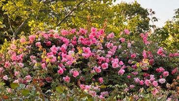 京成バラ園に投稿された画像（2025/4/30）