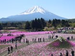 富士芝桜まつり(富士本栖湖リゾート)に投稿された画像（2025/5/1）
