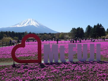 富士芝桜まつり(富士本栖湖リゾート)に投稿された画像（2025/4/30）