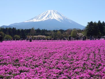 富士芝桜まつり(富士本栖湖リゾート)に投稿された画像（2025/4/30）
