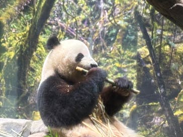 恩賜上野動物園に投稿された画像（2025/5/1）