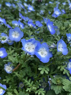 こうべアグリパークネモフィラの丘2025に投稿された画像（2025/5/1）