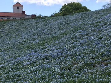 こうべアグリパークネモフィラの丘2025に投稿された画像（2025/5/1）