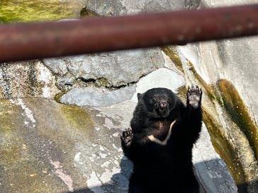奥飛騨クマ牧場に投稿された画像（2025/5/1）