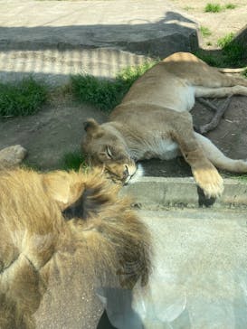 東武動物公園に投稿された画像（2025/5/1）