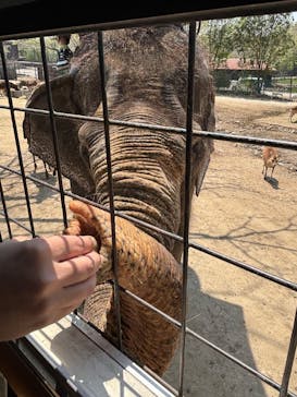 那須サファリパークに投稿された画像（2025/5/1）