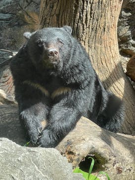 恩賜上野動物園に投稿された画像（2025/5/1）