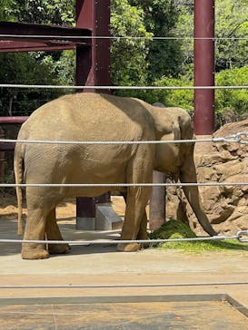 恩賜上野動物園に投稿された画像（2025/5/1）
