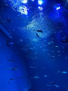 アクアワールド茨城県大洗水族館に投稿された画像（2025/5/1）