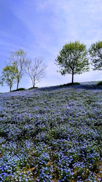 こうべアグリパークネモフィラの丘2025に投稿された画像（2025/5/1）